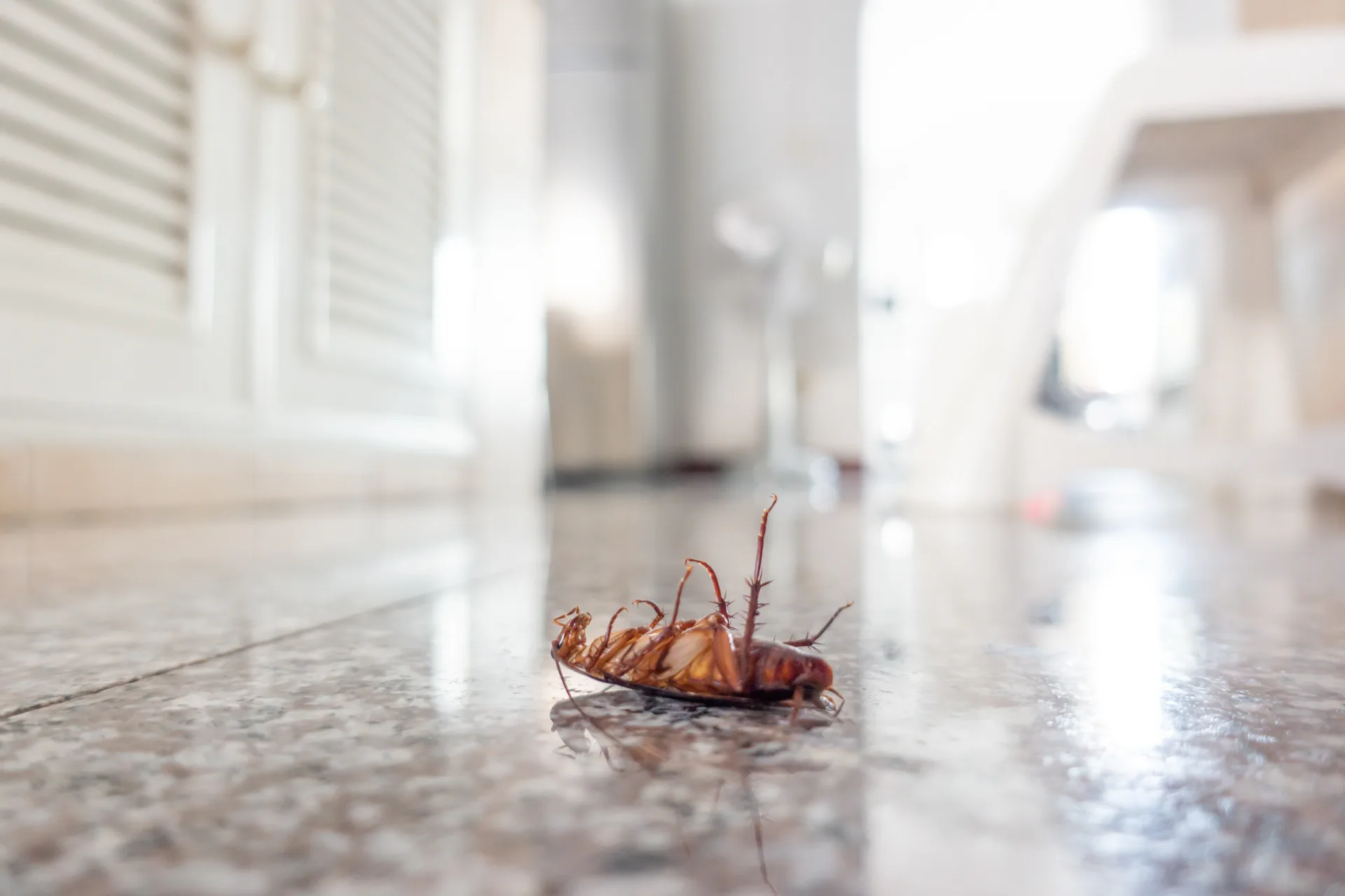 Bugsway Retail Pest Control - Toronto GTA commercial pest management