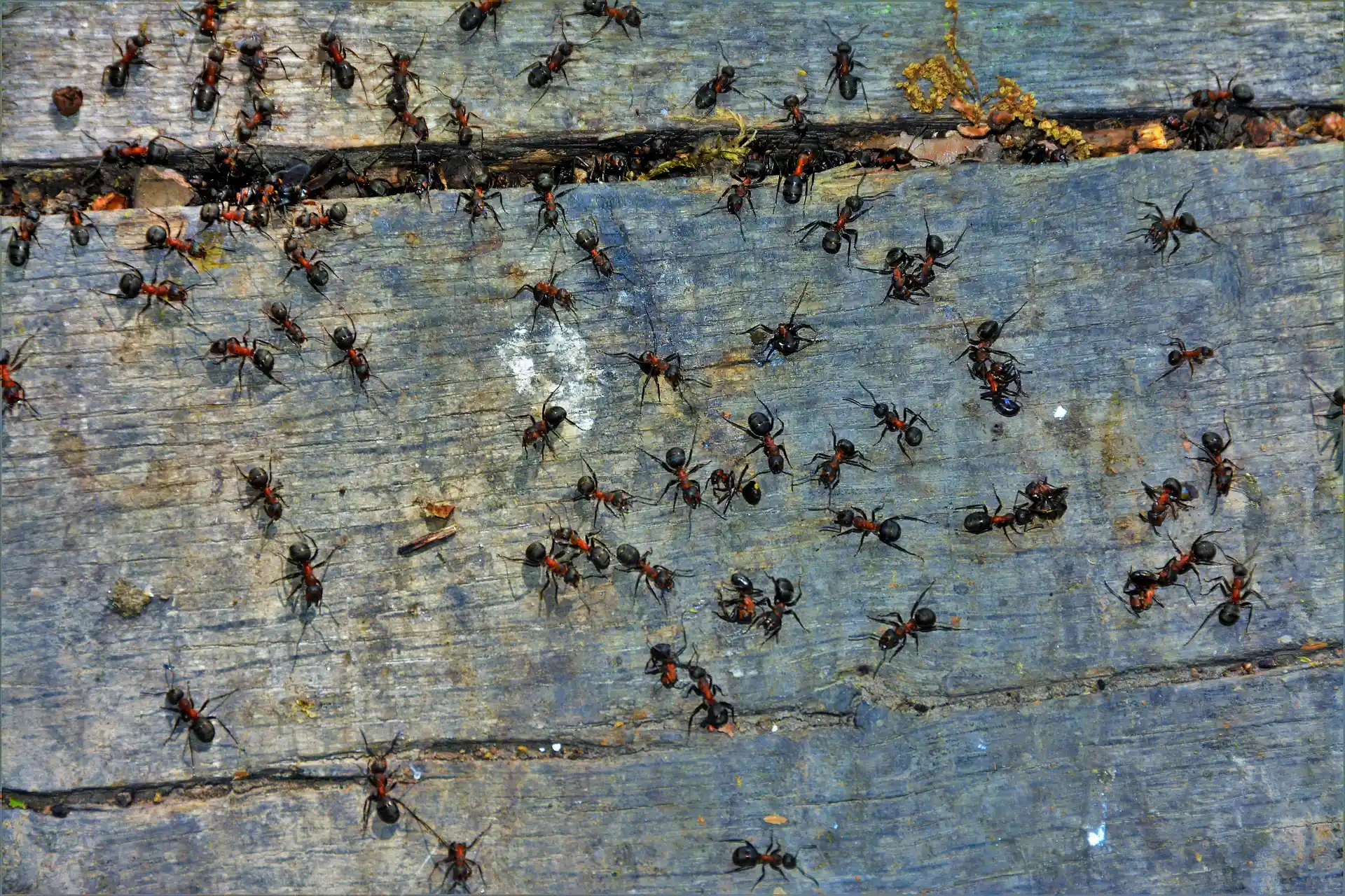Professional ant control service in Brampton
