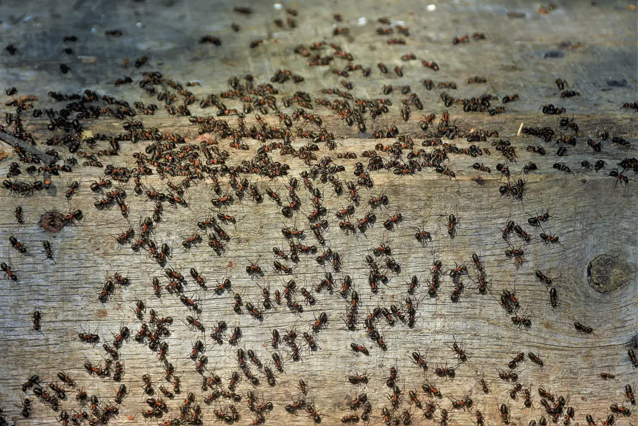 Ant Control treatment process serving Richmond Hill homes