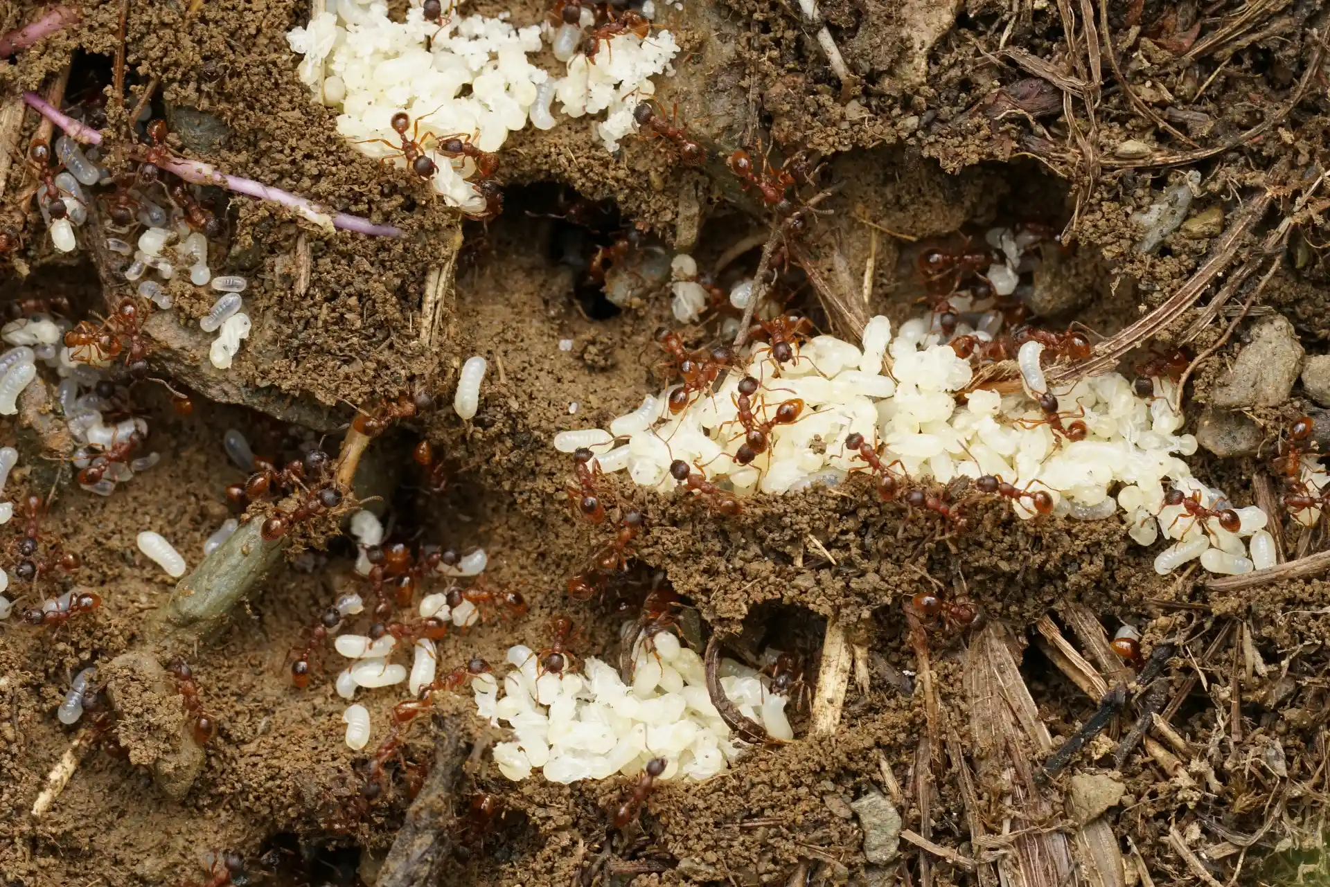 Professional ant control service in Vaughan