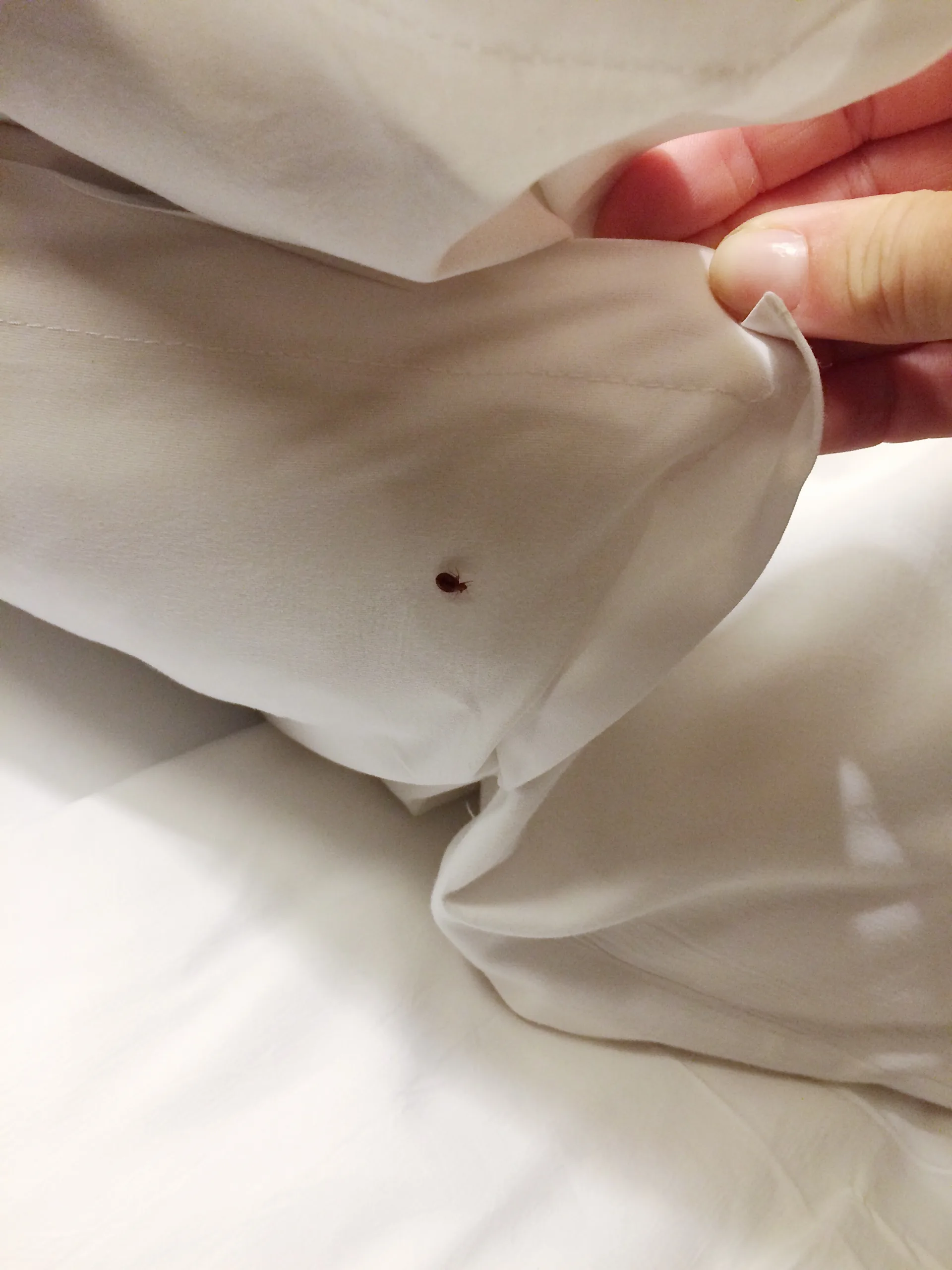 Bugsway bed bug treatment services in Markham
