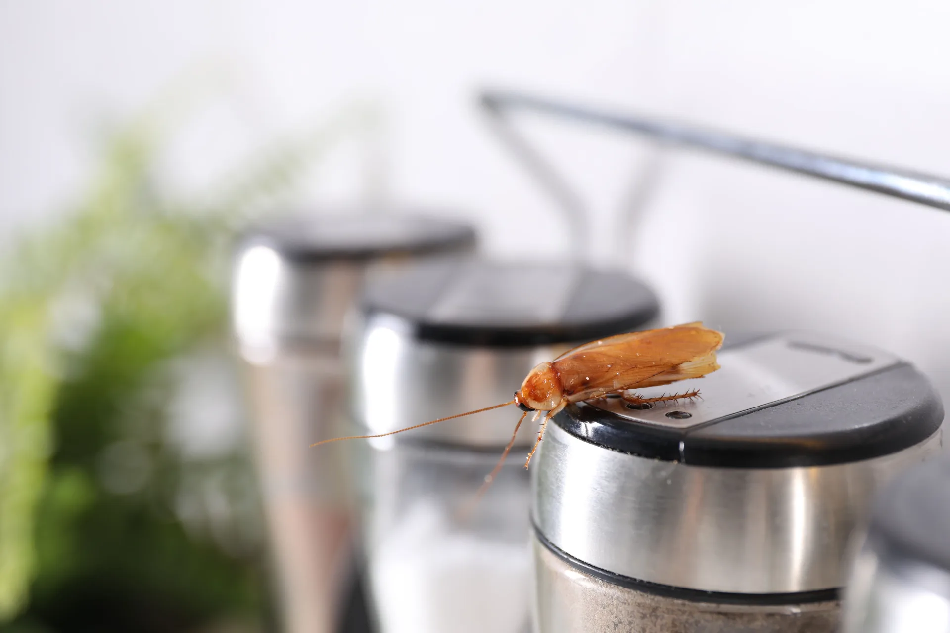 Cockroach control Burlington - Bugsway professional extermination