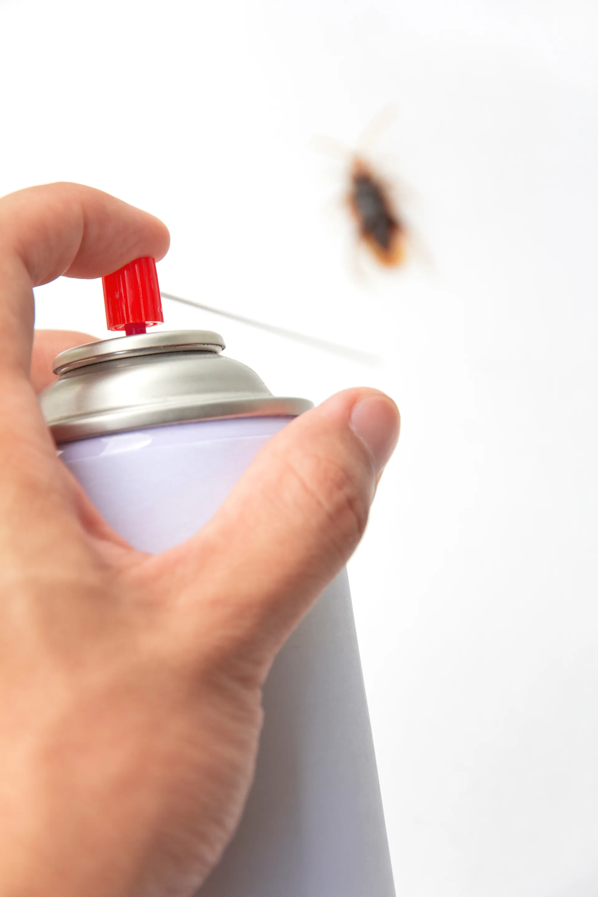 Bugsway cockroach control specialists serving Richmond Hill - professional pest control