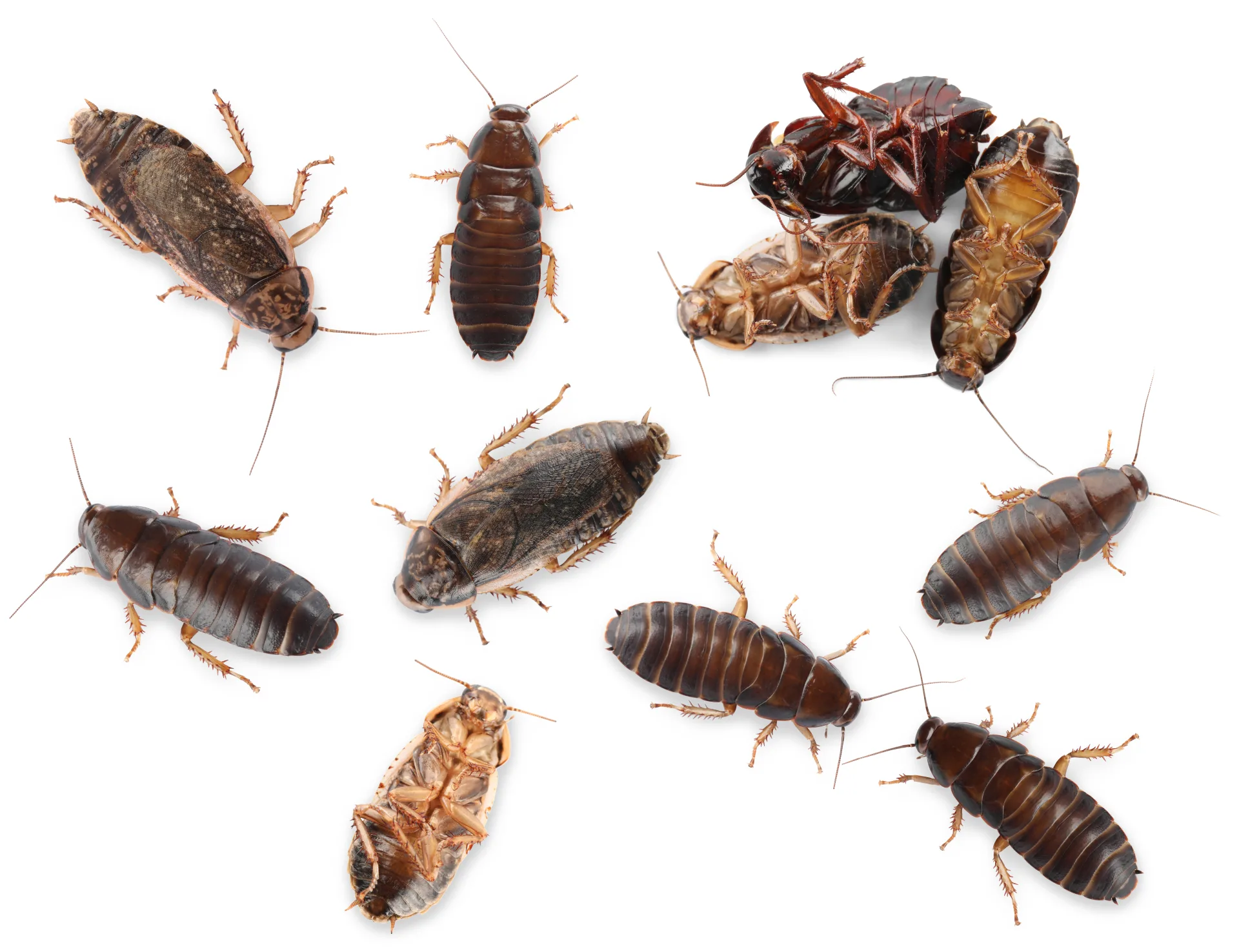 Cockroach Control treatment process serving Vaughan homes