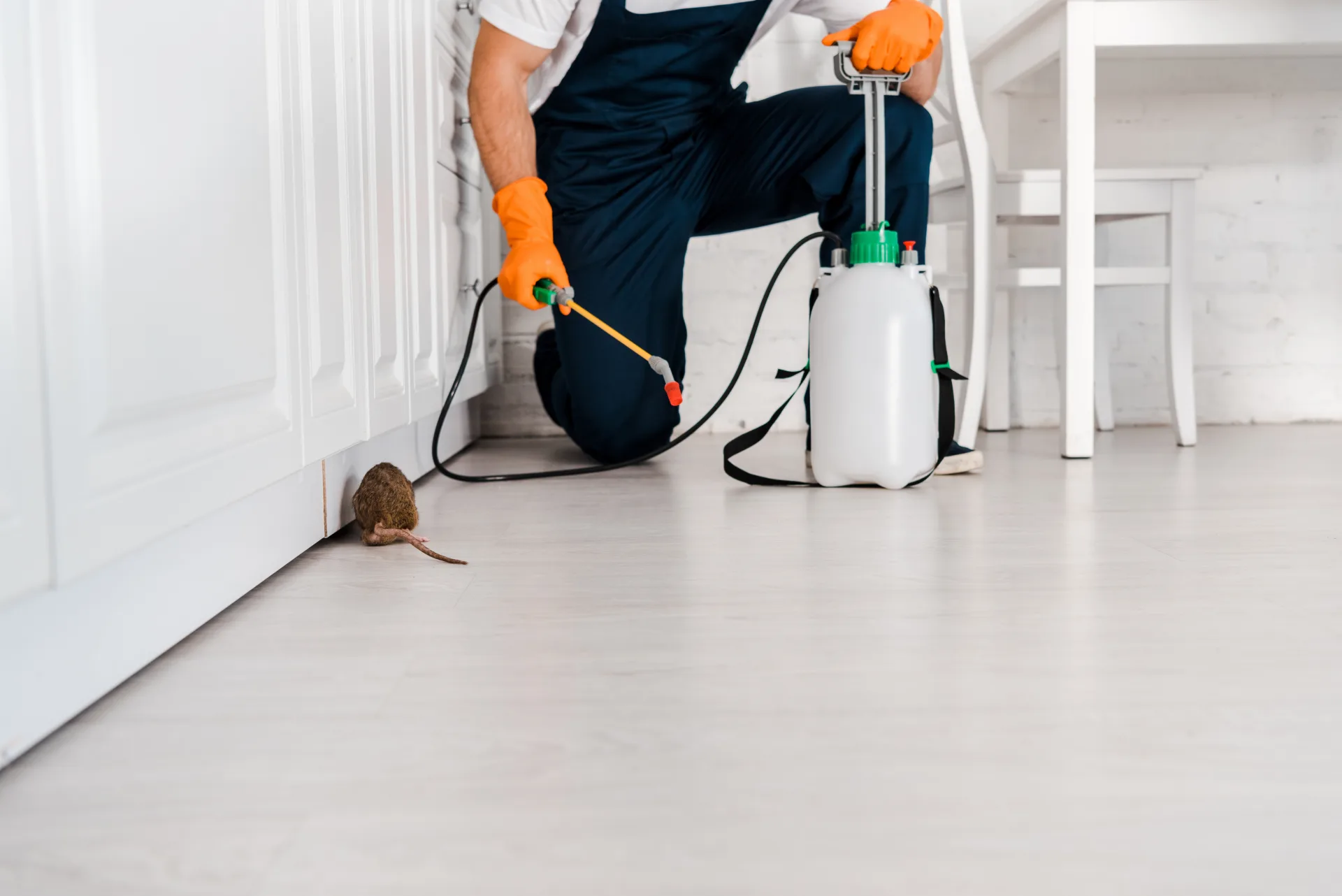 Bugsway rodent control specialists serving Brampton - professional pest control