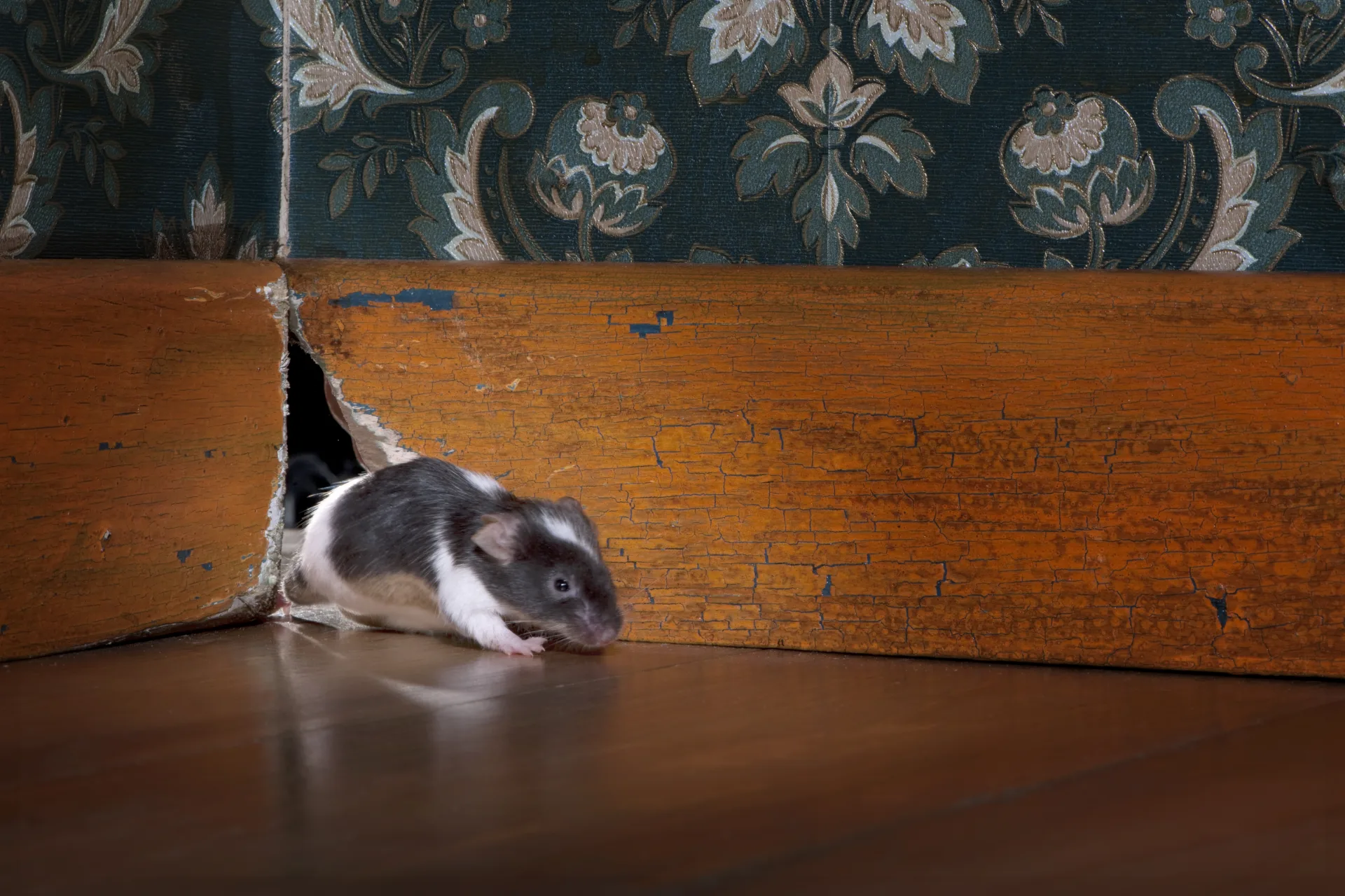 Professional rodent control service in Richmond Hill