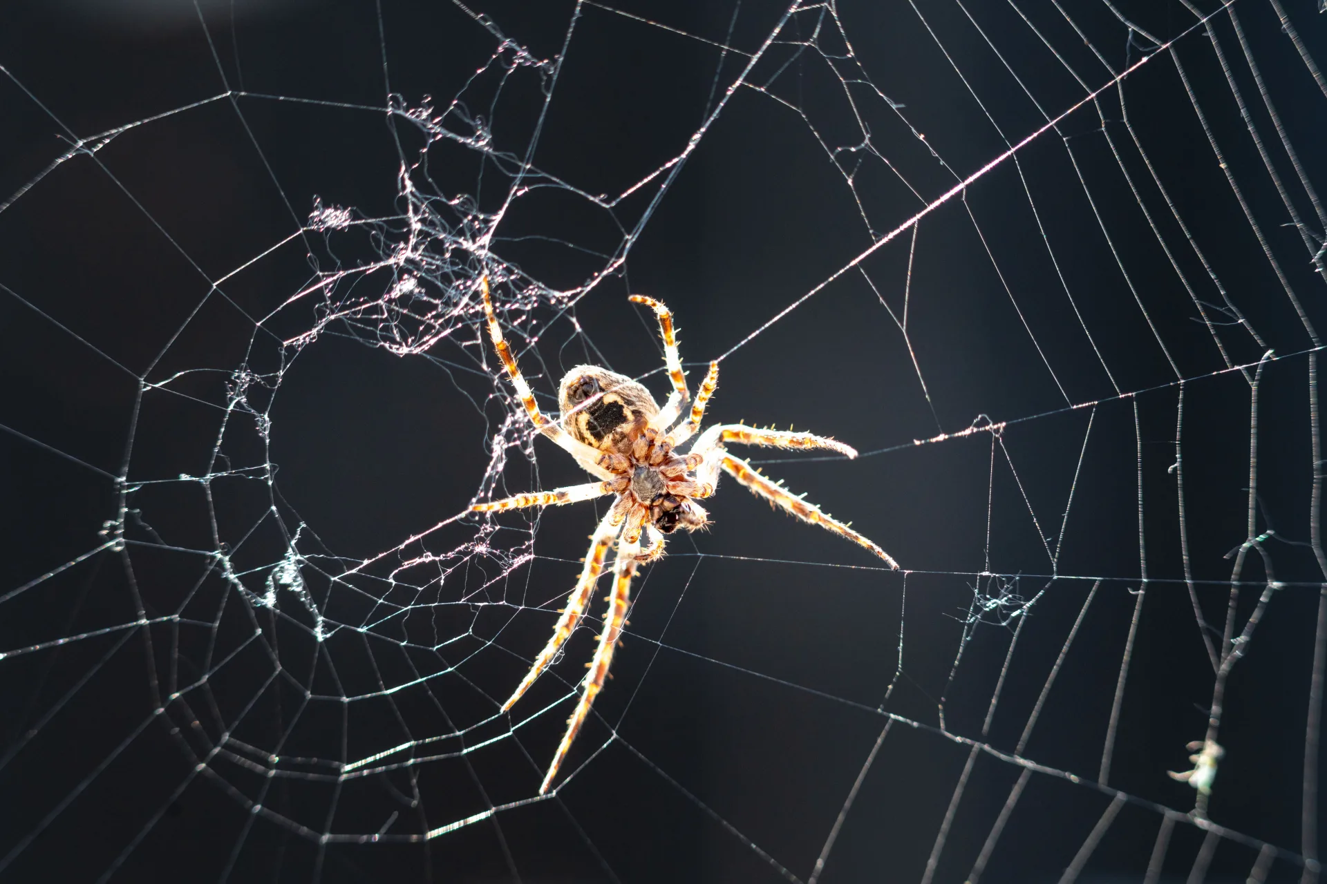 Spider Control treatment process serving Brampton homes