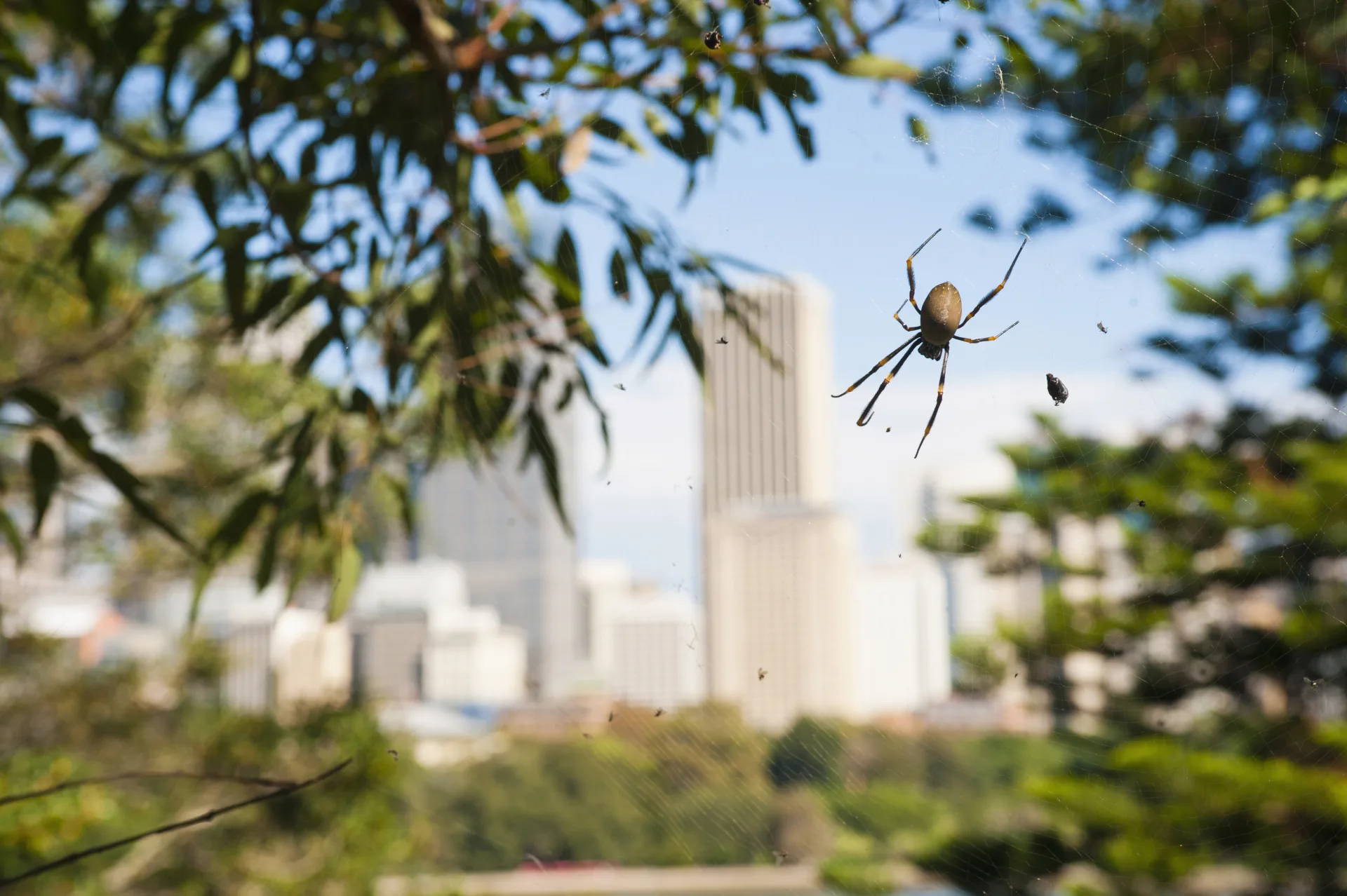 Professional spider control service in Vaughan