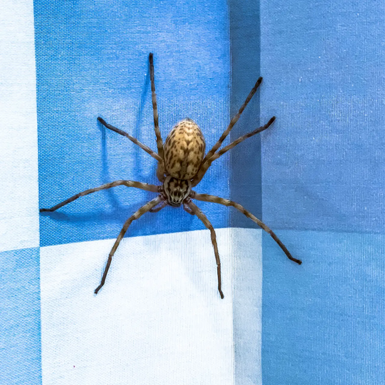 Bugsway spider control services in Vaughan