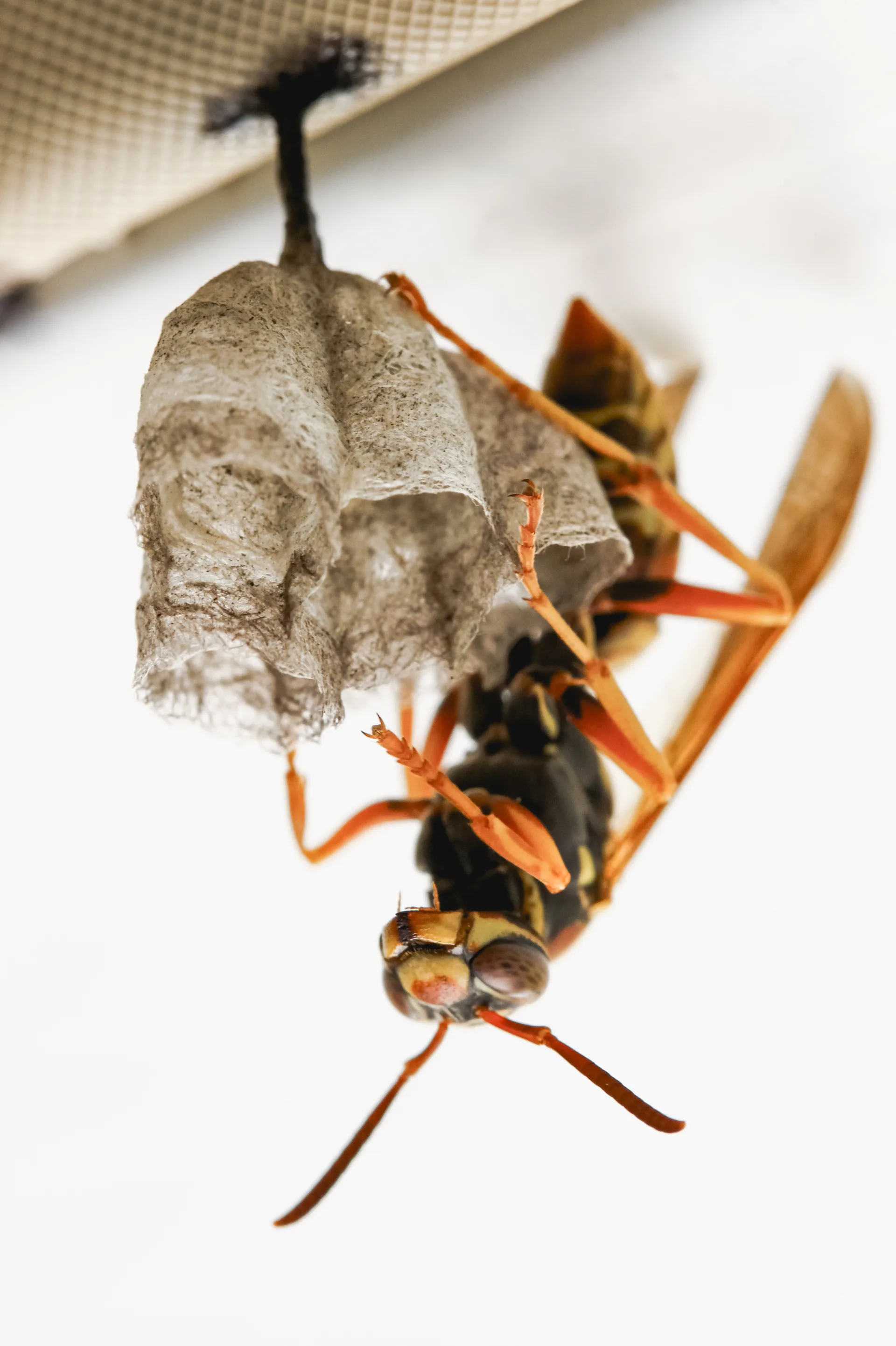 Bugsway wasp & bee removal specialists serving Richmond Hill - professional pest control
