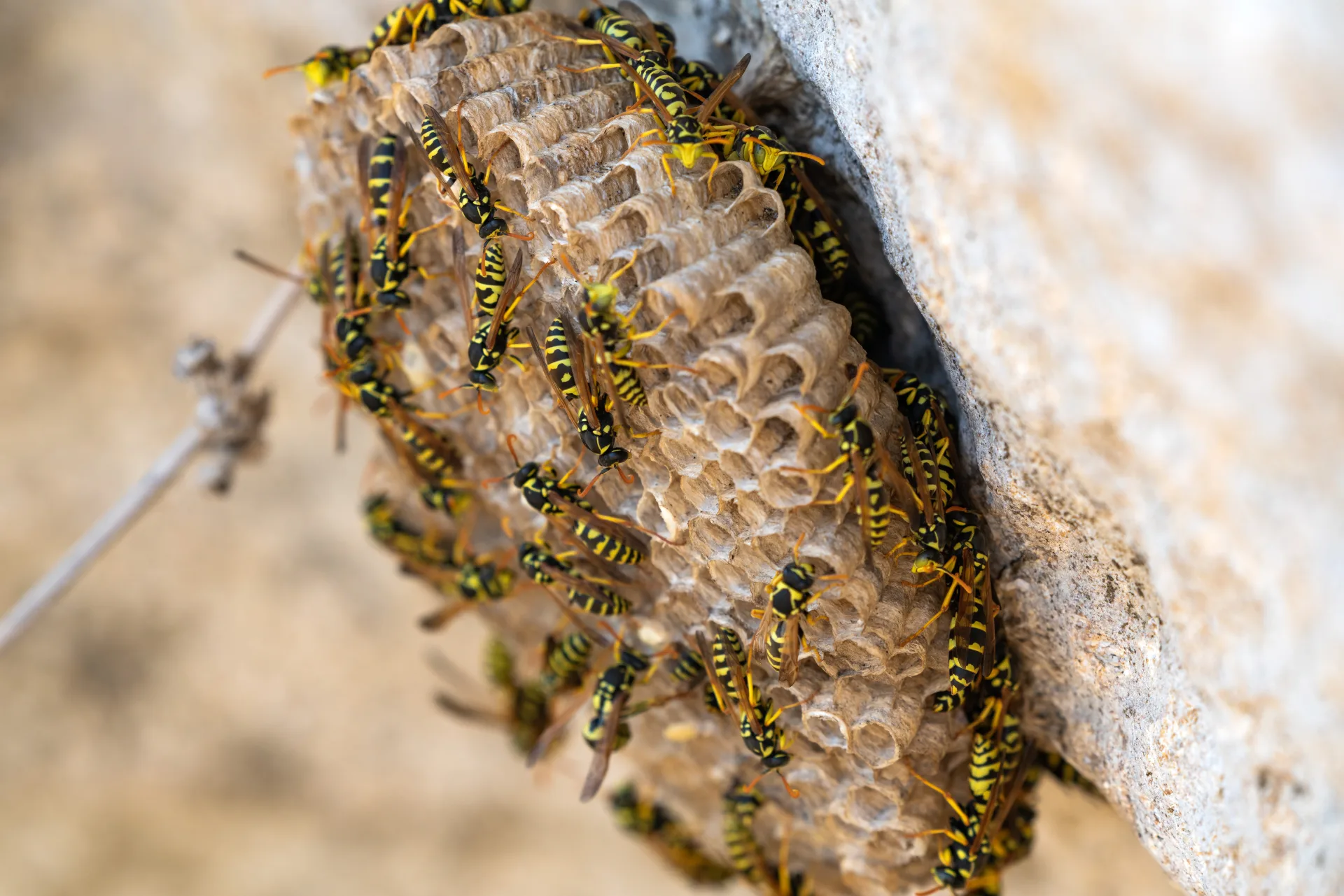 Wasp & Bee Removal treatment process serving Richmond Hill homes