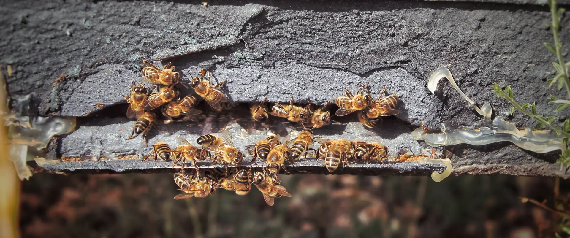 Bugsway wasp and bee removal services in Vaughan