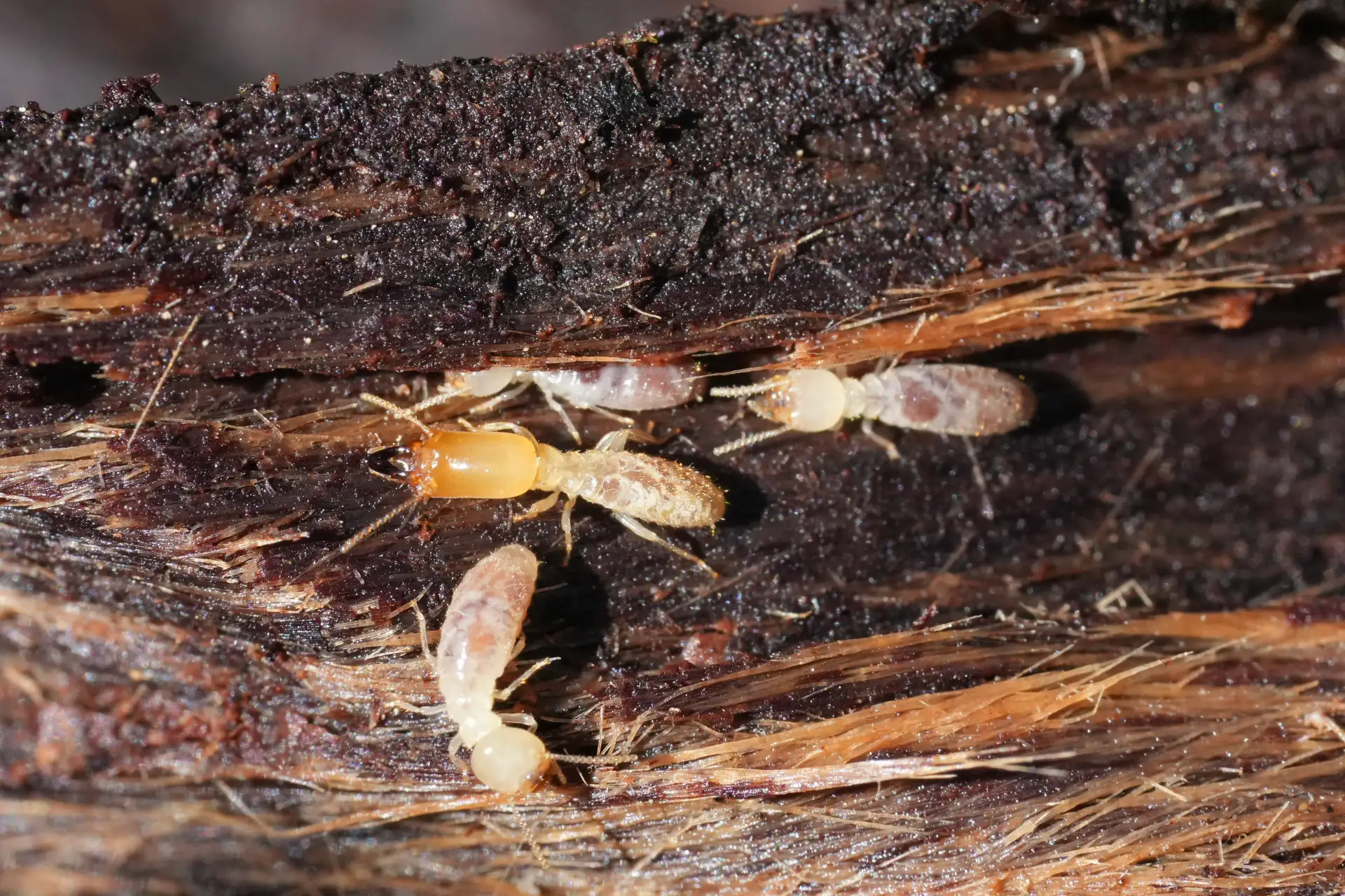 Termite Bait System Maintenance: What Annual Inspections Inc | Bugsway Termite Treatment