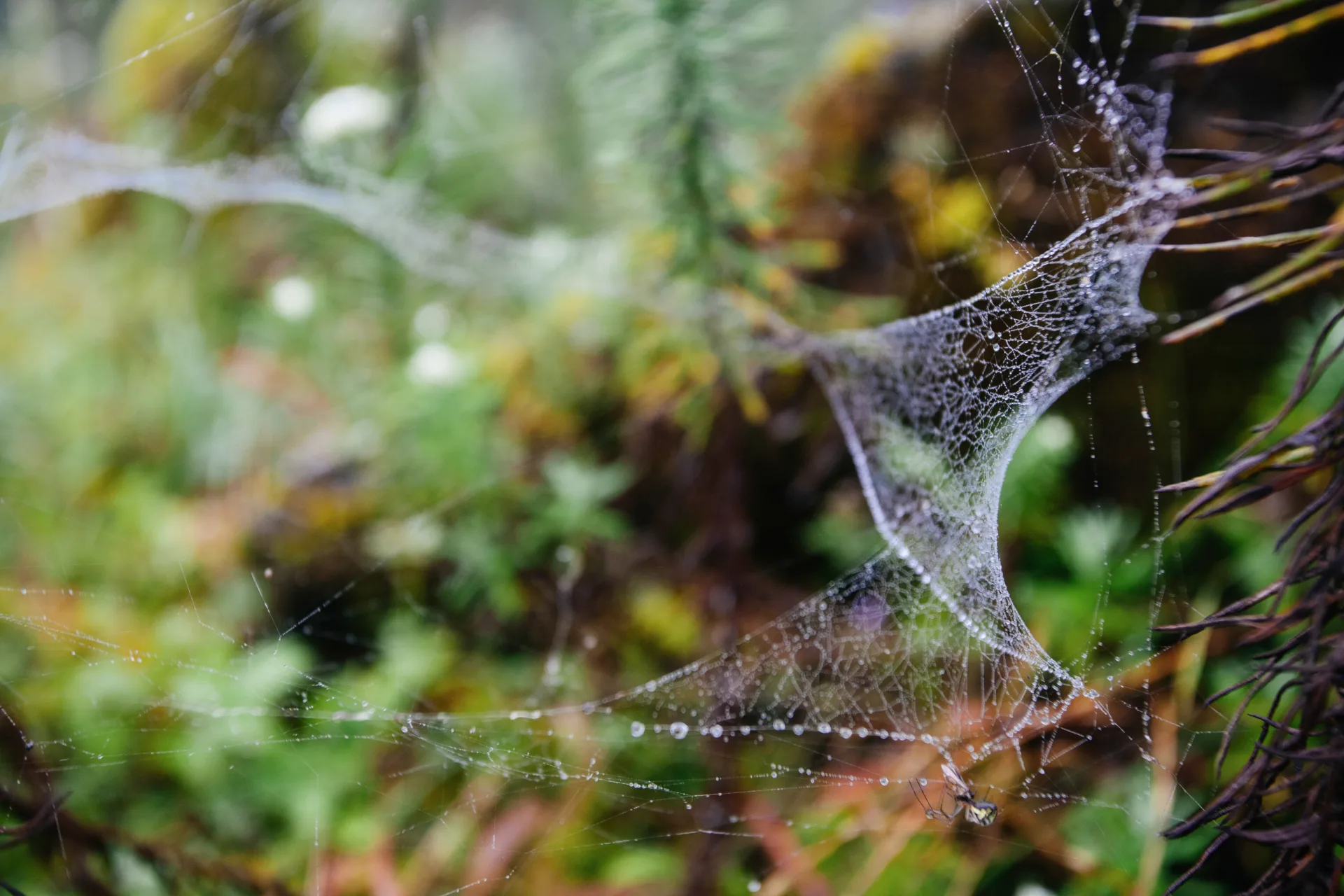 Bugsway brown recluse treatment specialist at work