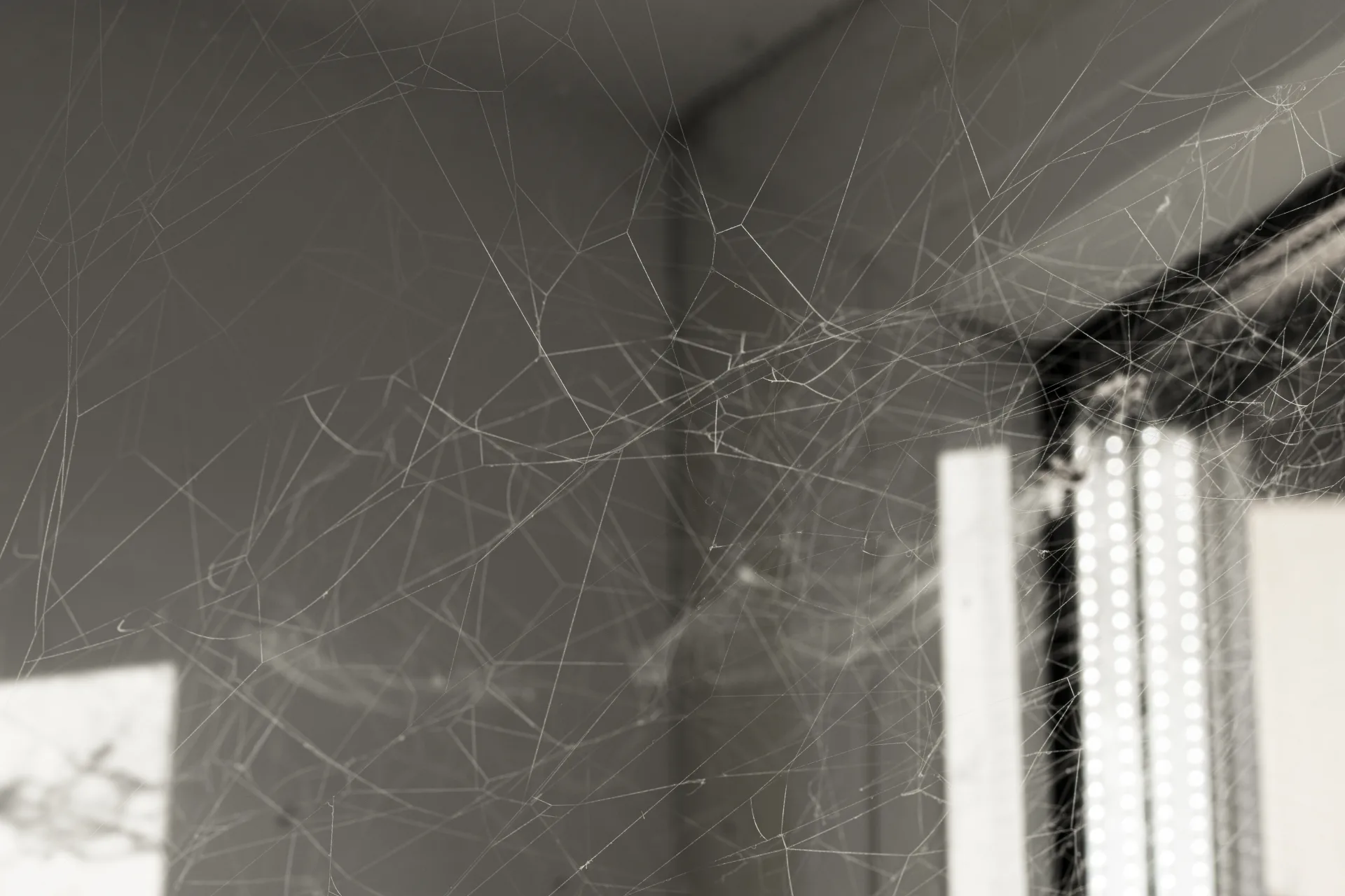 Medically Significant Spiders: Risk Context for Ontario Resi | Bugsway Spider Control