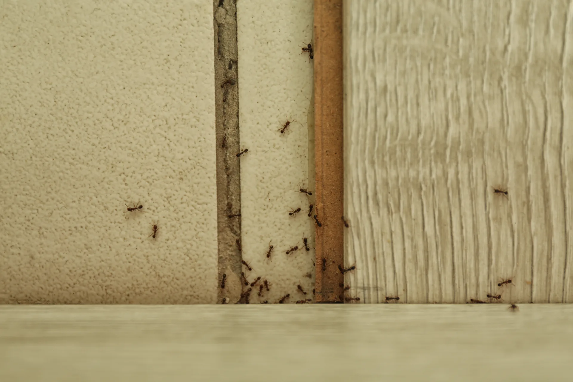 Professional carpenter ant removal service Toronto GTA