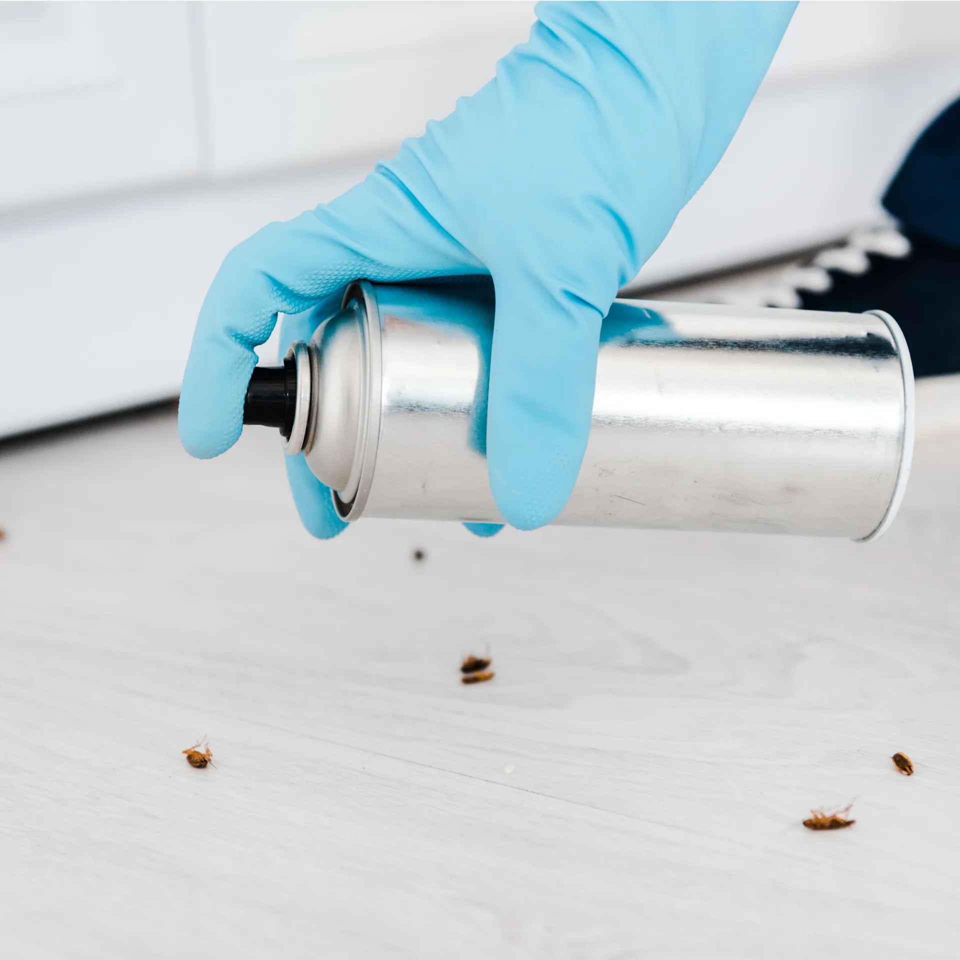 Bugsway Cockroach Control specialists Toronto GTA - licensed certified technicians