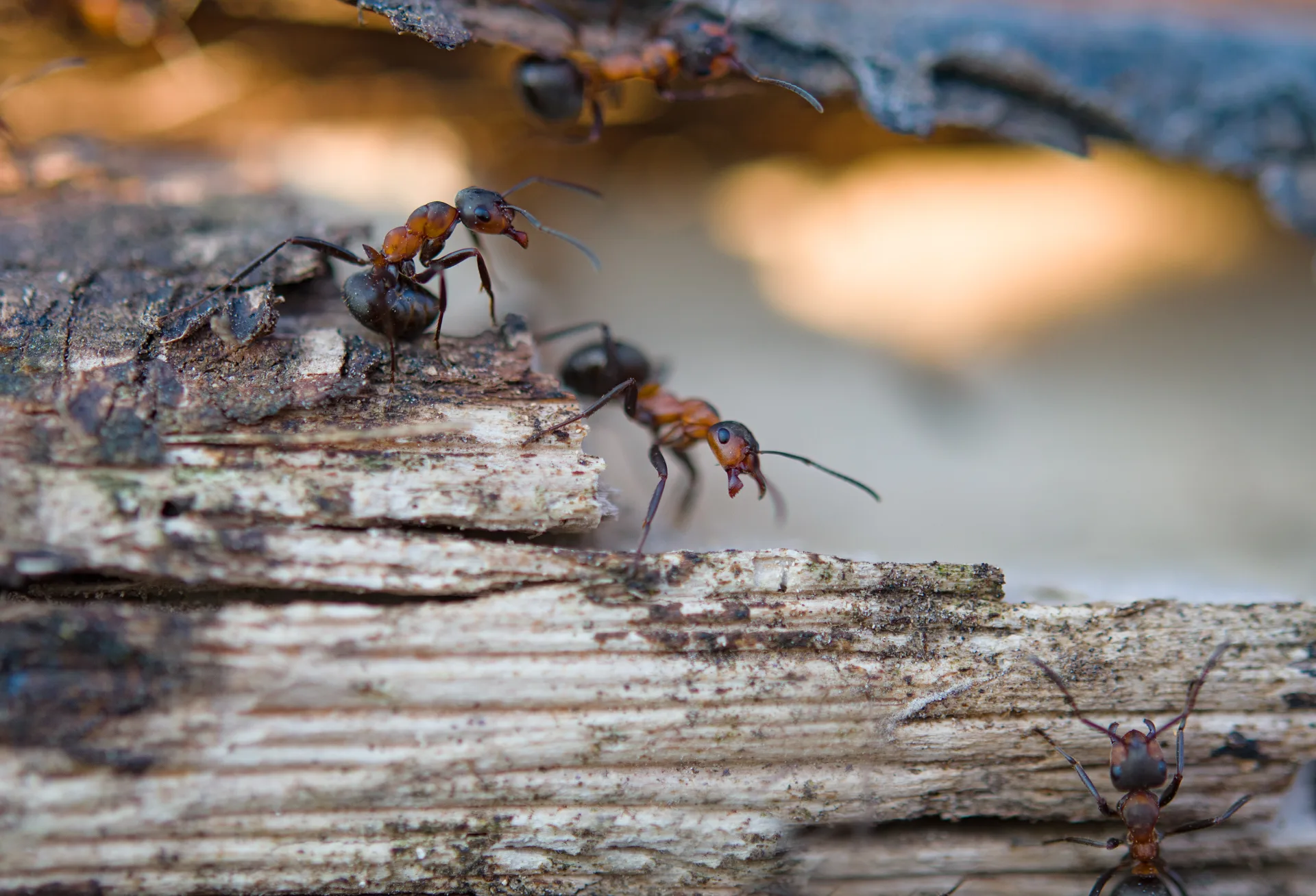 Why Toronto Residents Choose Bugsway for Fire Ant Treatment | Bugsway Ant Control