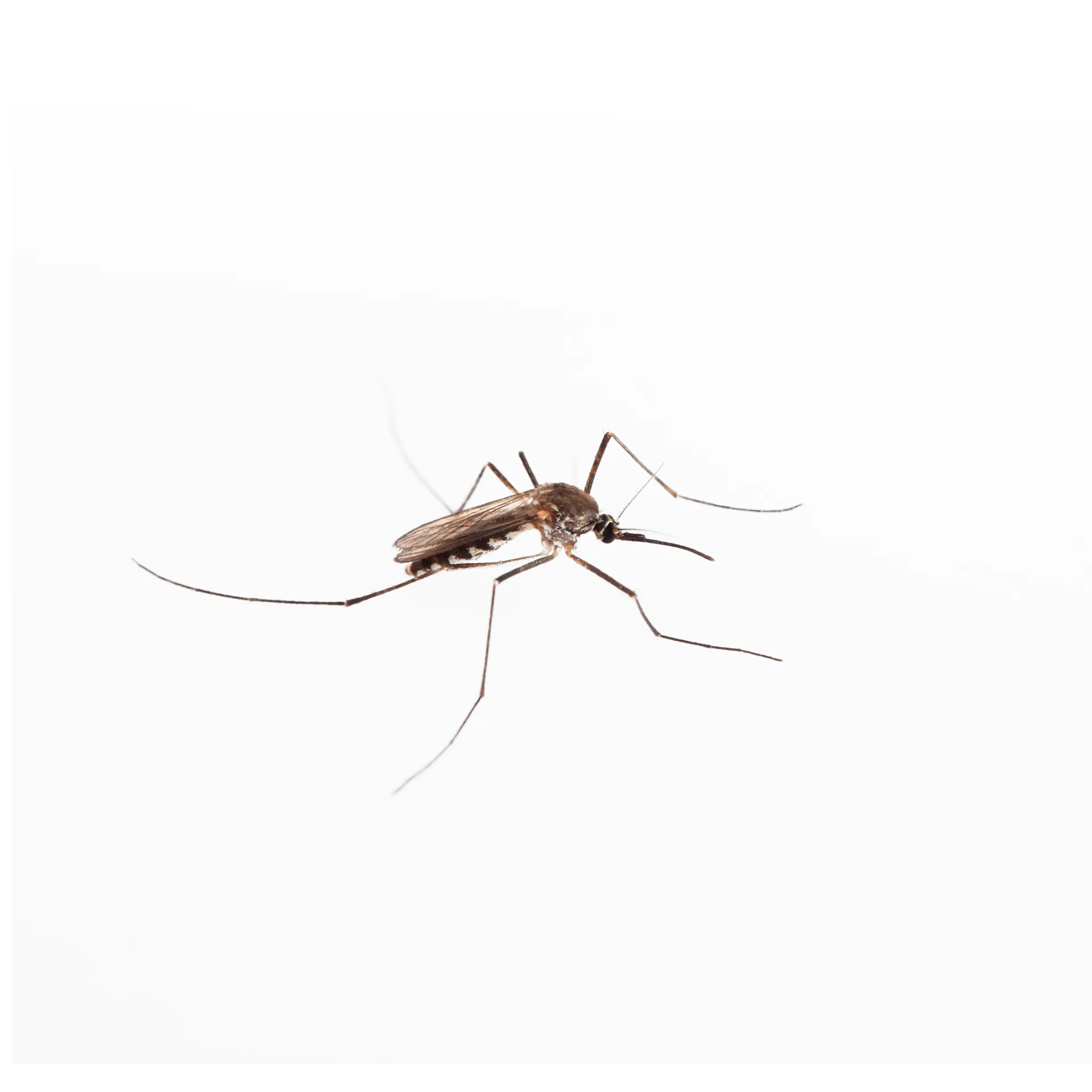 Mosquito Season in Toronto: When Treatment Matters Most | Bugsway Mosquito Control