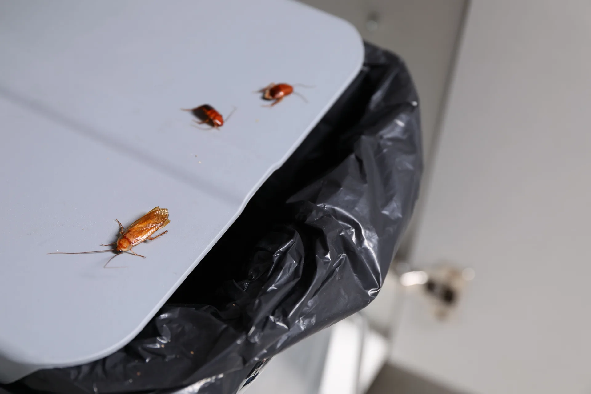 Preventing Cockroach Re-Introduction in Food Service | Bugsway Cockroach Control