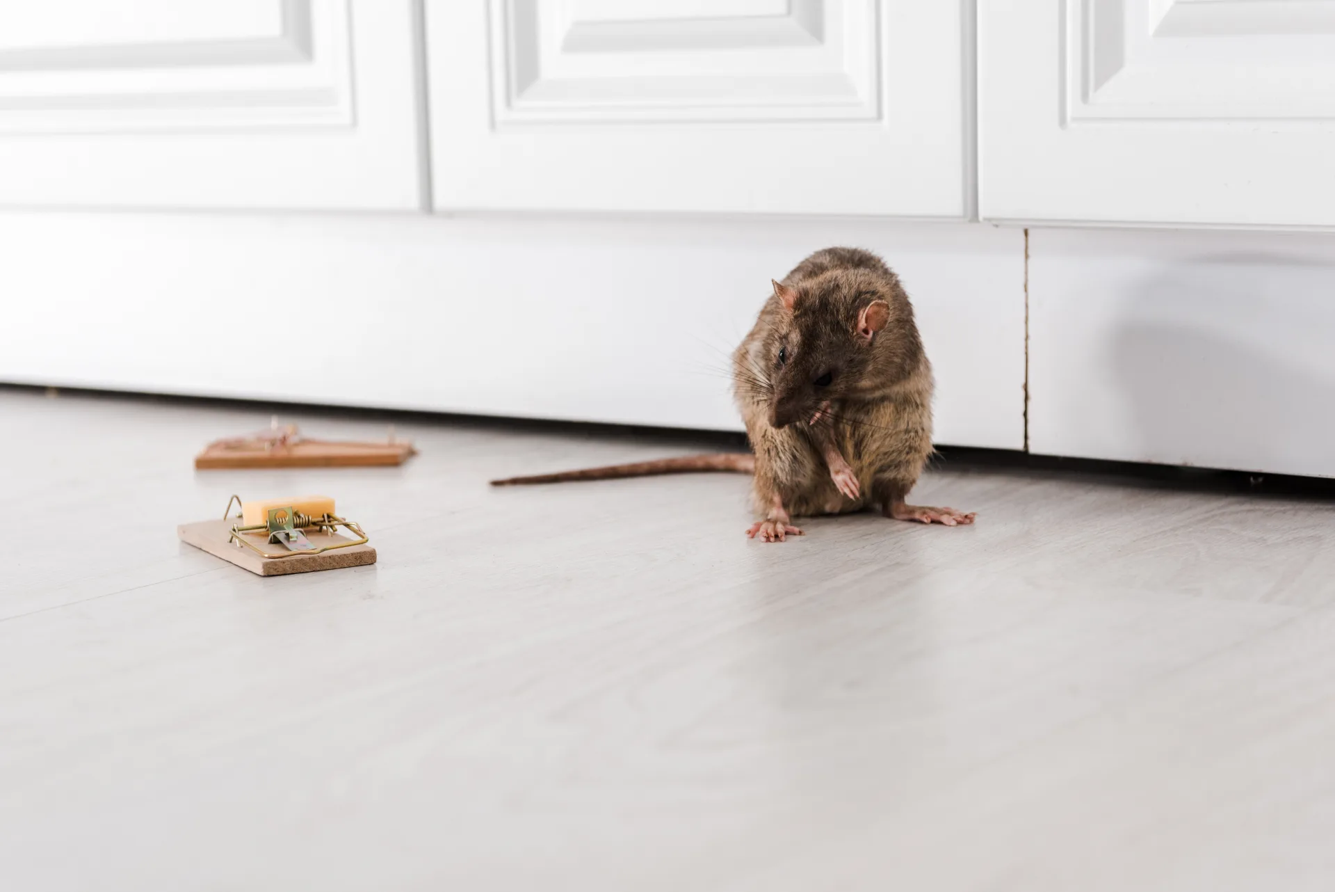 Bugsway Rodent Proofing - professional pest control Toronto GTA