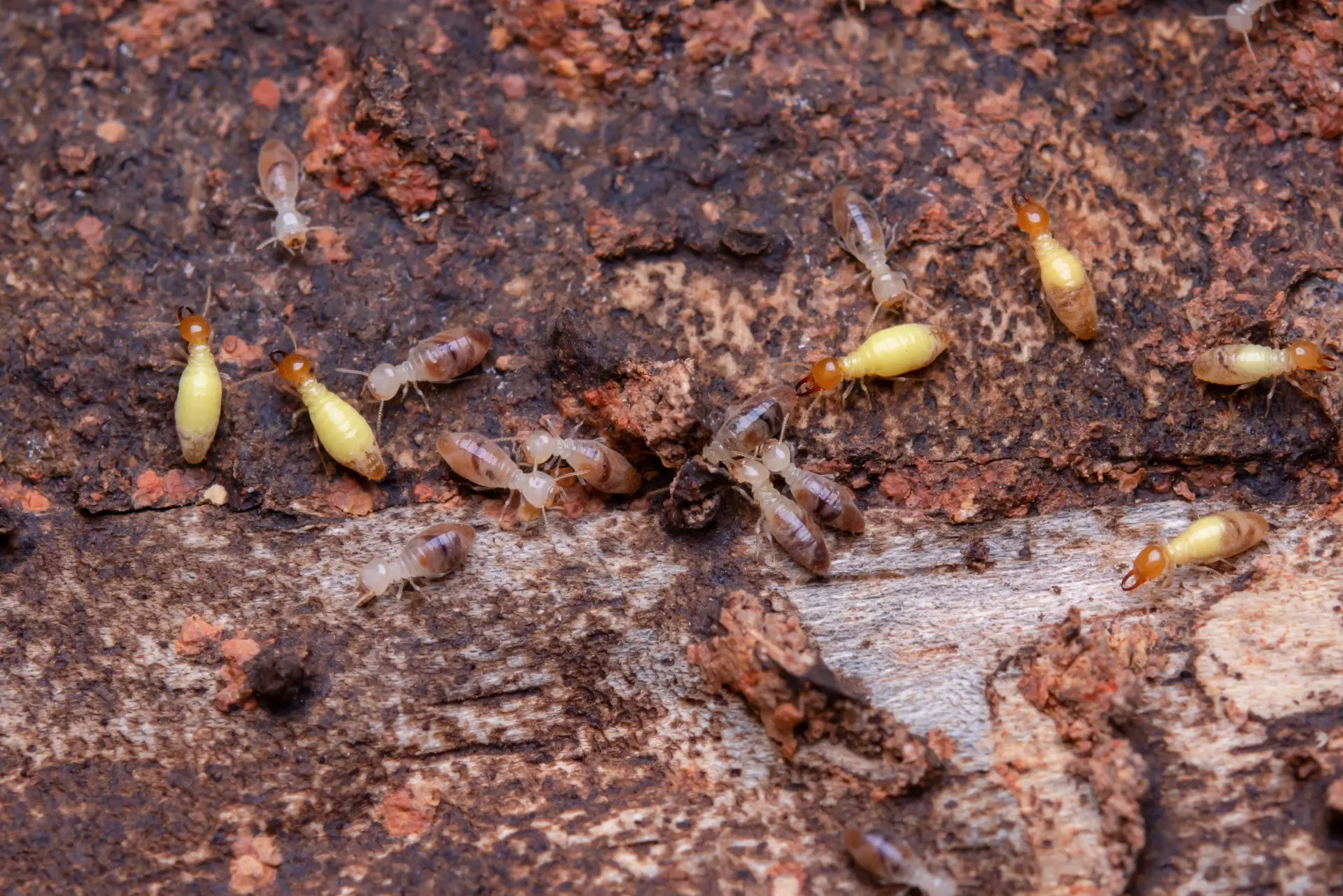 Professional termite inspection service Toronto GTA