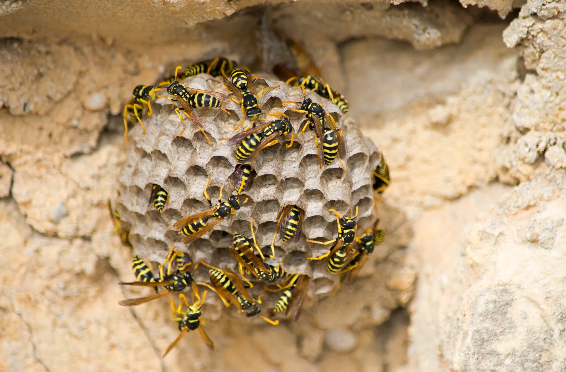Bugsway wasp nest removal specialist in protective equipment treating Toronto property
