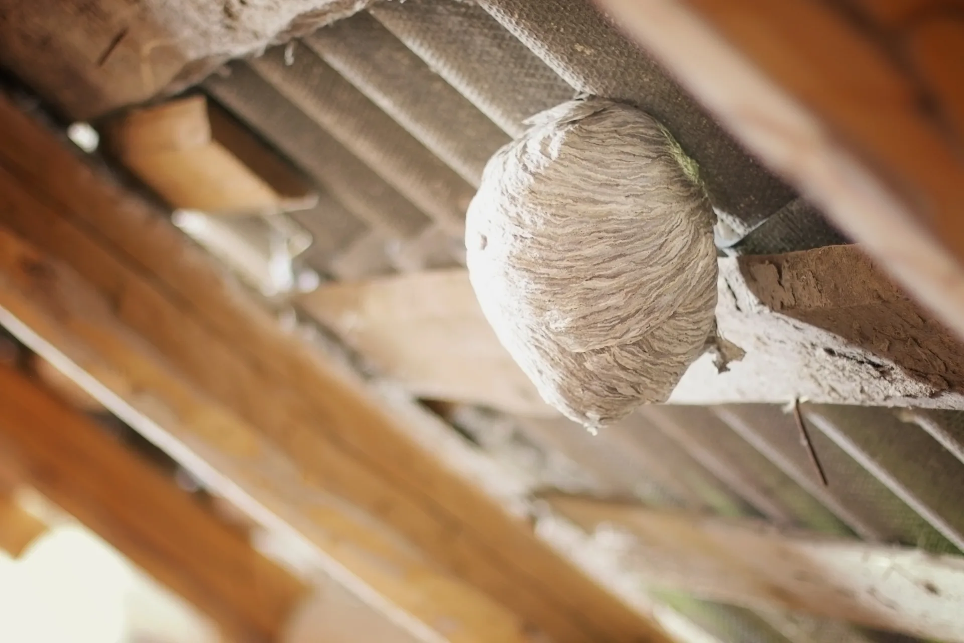Why Toronto Chooses Bugsway for Wasp Nest Removal | Bugsway Wasp Bee Removal