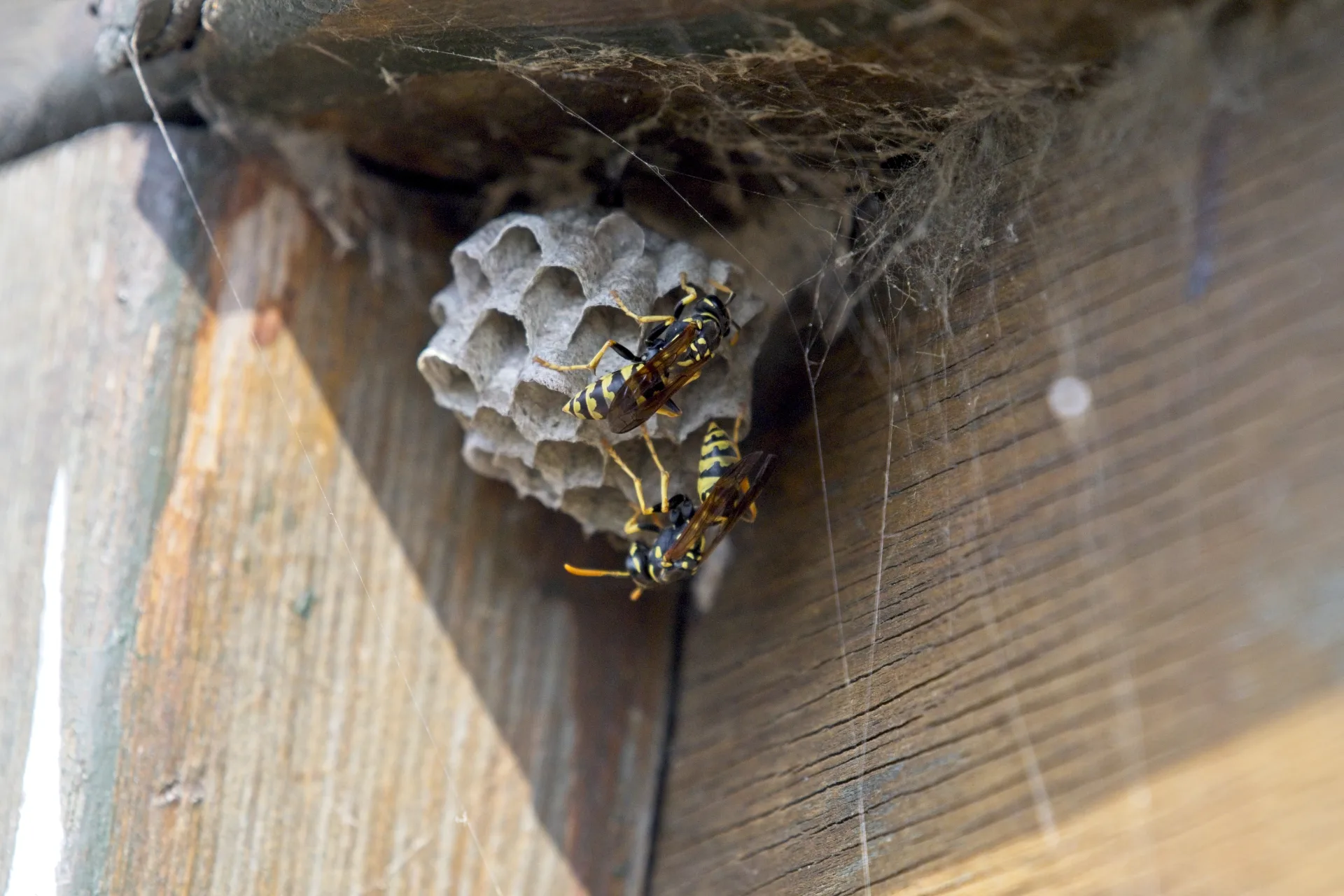 Professional wasp nest removal service Toronto GTA