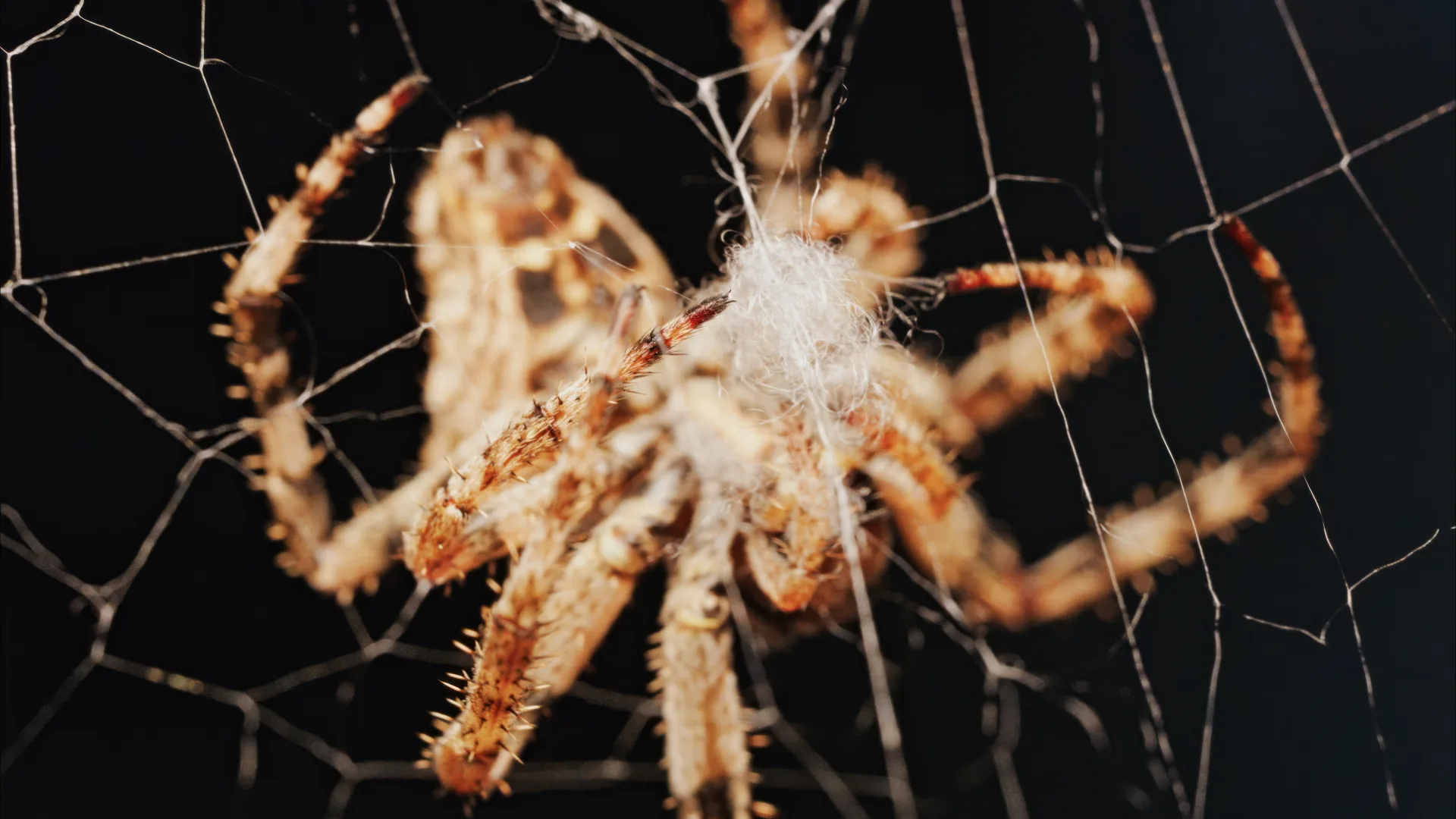 Why Bugsway for Spider Web Removal in Toronto | Bugsway Spider Control